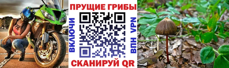 мориарти телеграм  Суворов  Галлюциногенные грибы Magic Shrooms 